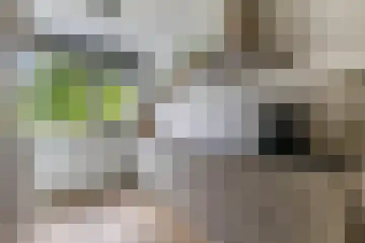 Fregat 42 Brielle thumbnail 18
