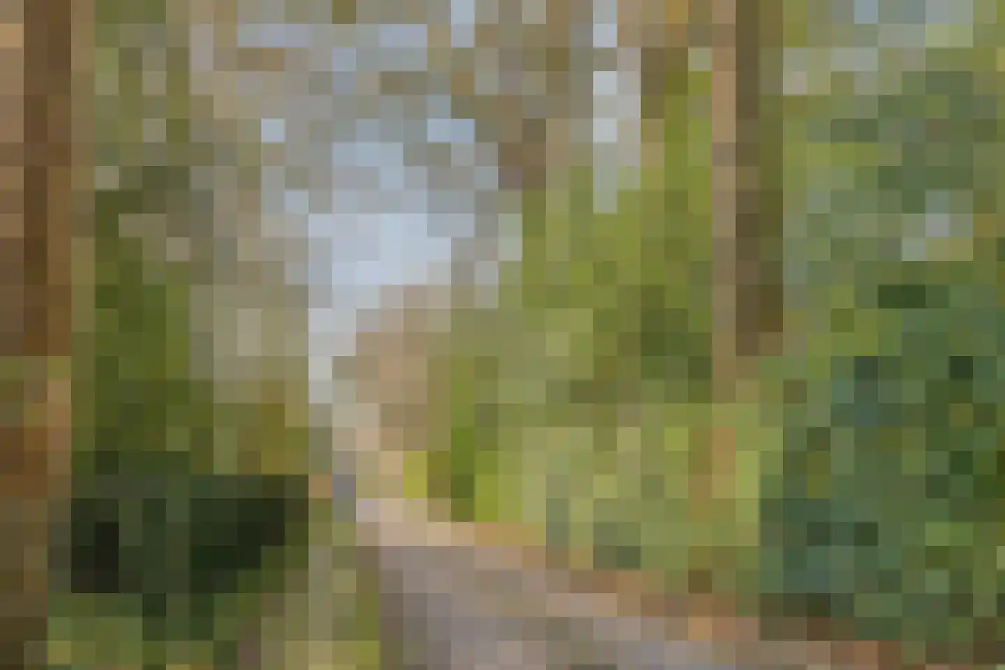 Freiahôf 7 Feanwâlden thumbnail 71