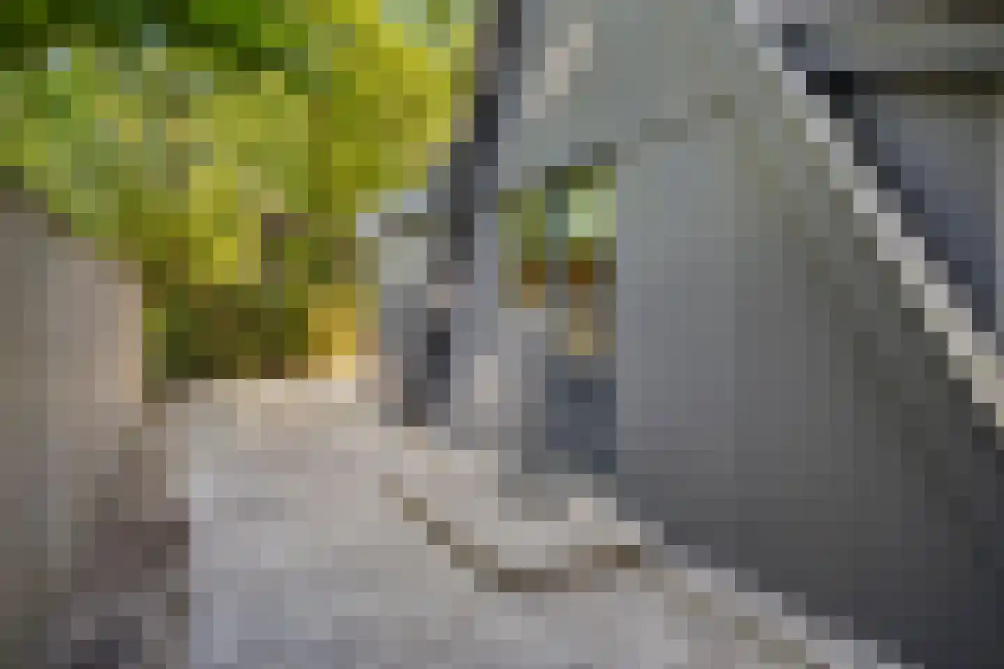 Fresia 31 Vinkel thumbnail 12