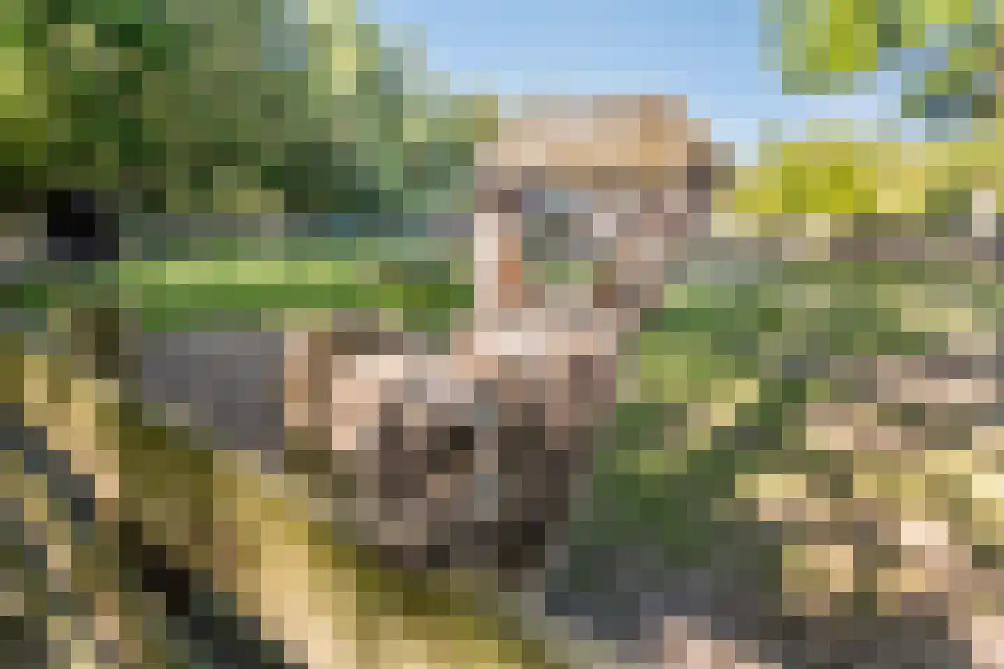 Fresia 31 Vinkel thumbnail 26