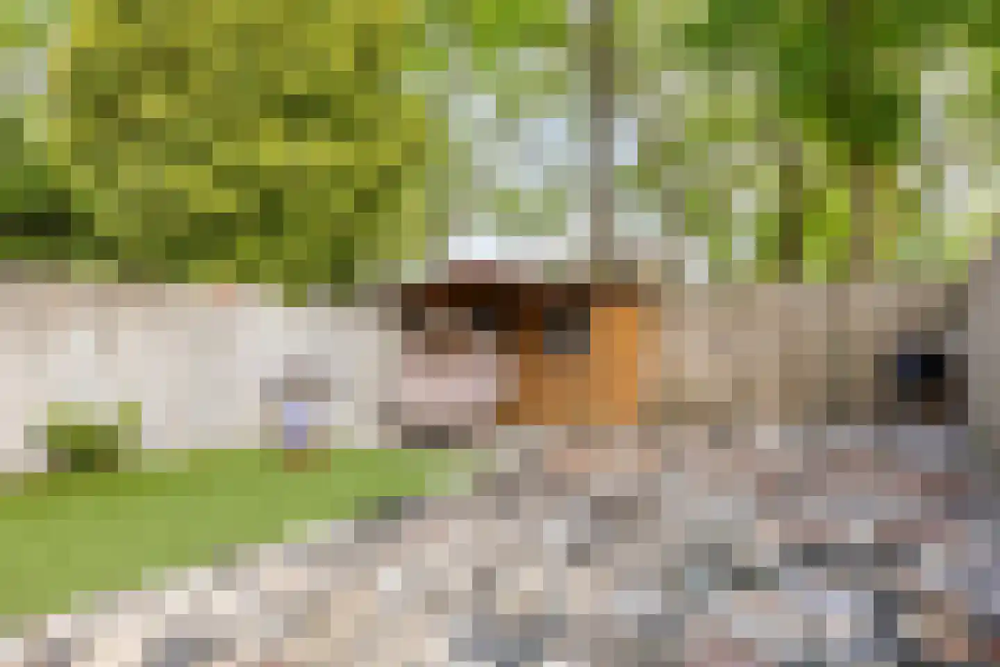 Fresiahof 8 Schijndel thumbnail 31