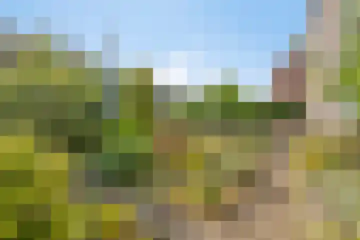 Fresiapad 2 Valkenswaard thumbnail 6