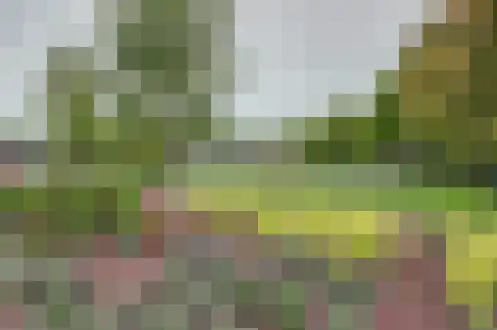 Friese Steen 80 Wijk bij Duurstede thumbnail 35
