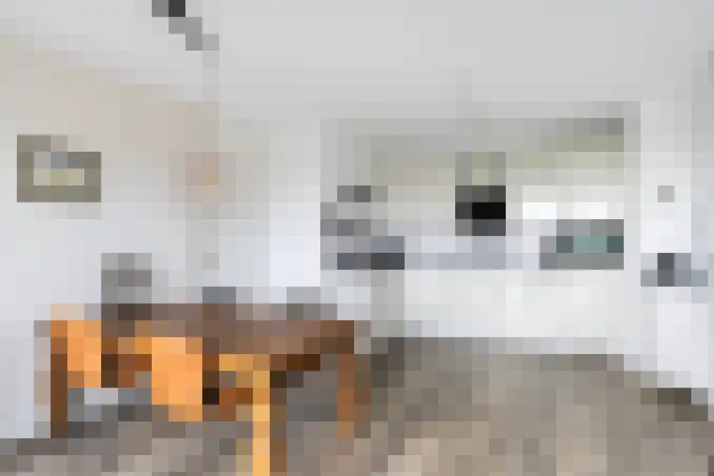 Friesewal 15 Zwolle thumbnail 10