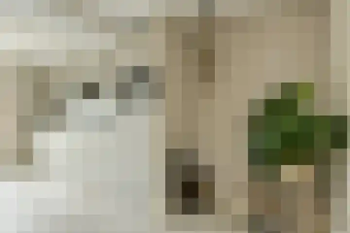 Frisostraat 47 Zevenbergschen Hoek thumbnail 11