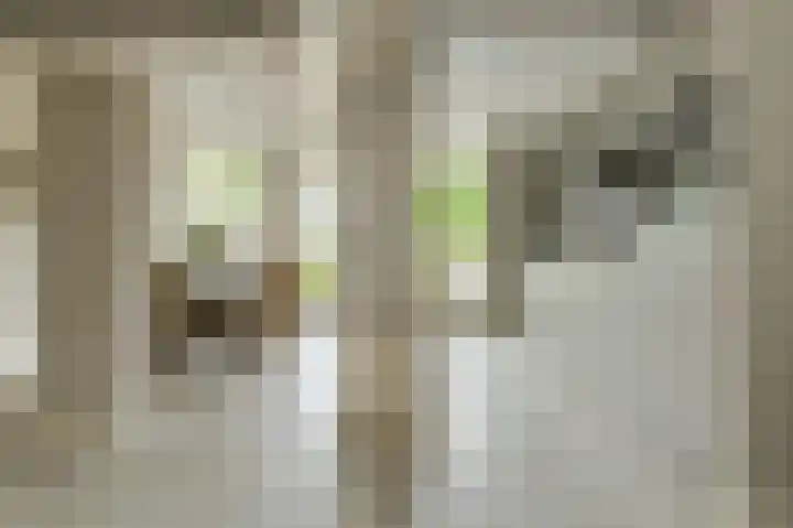 Frisostraat 47 Zevenbergschen Hoek thumbnail 12