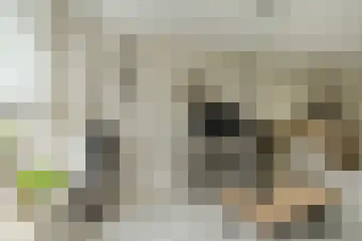 Frisostraat 47 Zevenbergschen Hoek thumbnail 8
