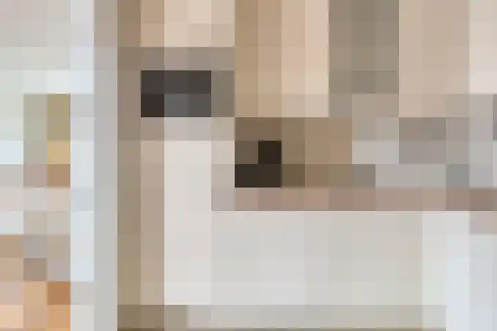 Frittemaleane 88 Sneek thumbnail 20