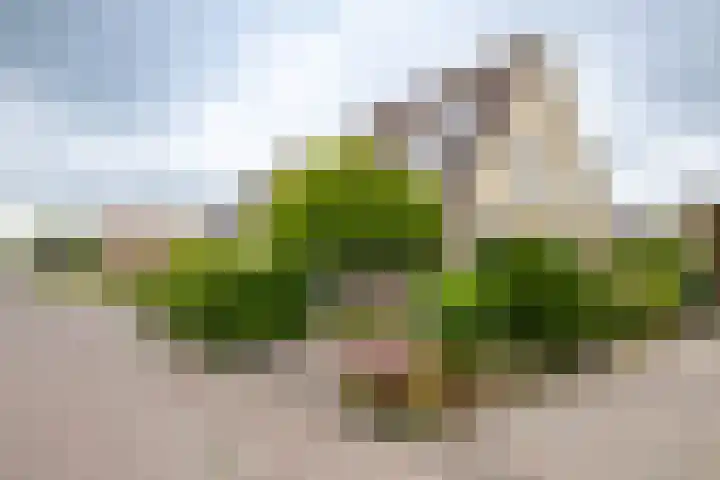 Fruitlaan 61 Loppersum thumbnail 5