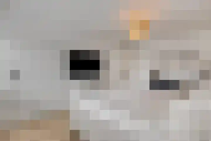 Fruitlaan 95 Nijmegen thumbnail 30