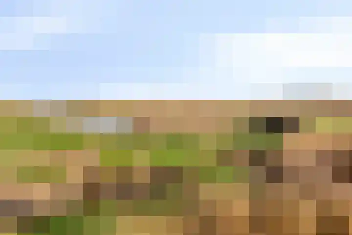 Fuchsialaan 35 Yerseke thumbnail 45