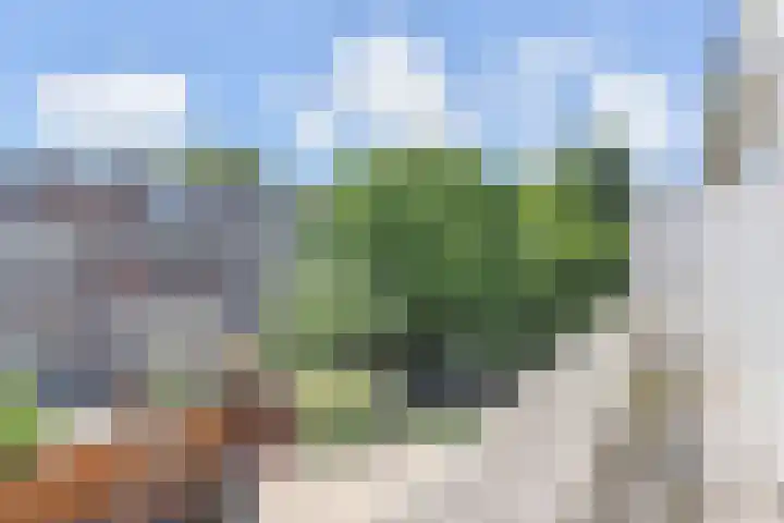 Fuchsiastraat 14 Den Haag thumbnail 5
