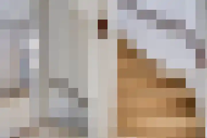 Fuchsiastraat 45 Eindhoven thumbnail 17