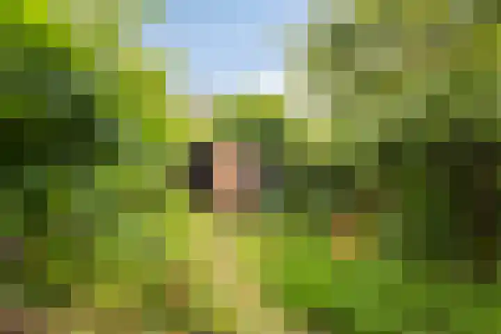 Fuchsiastraat 45 Eindhoven thumbnail 27