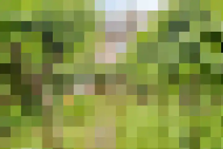 Fuchsiastraat 45 Eindhoven thumbnail 28