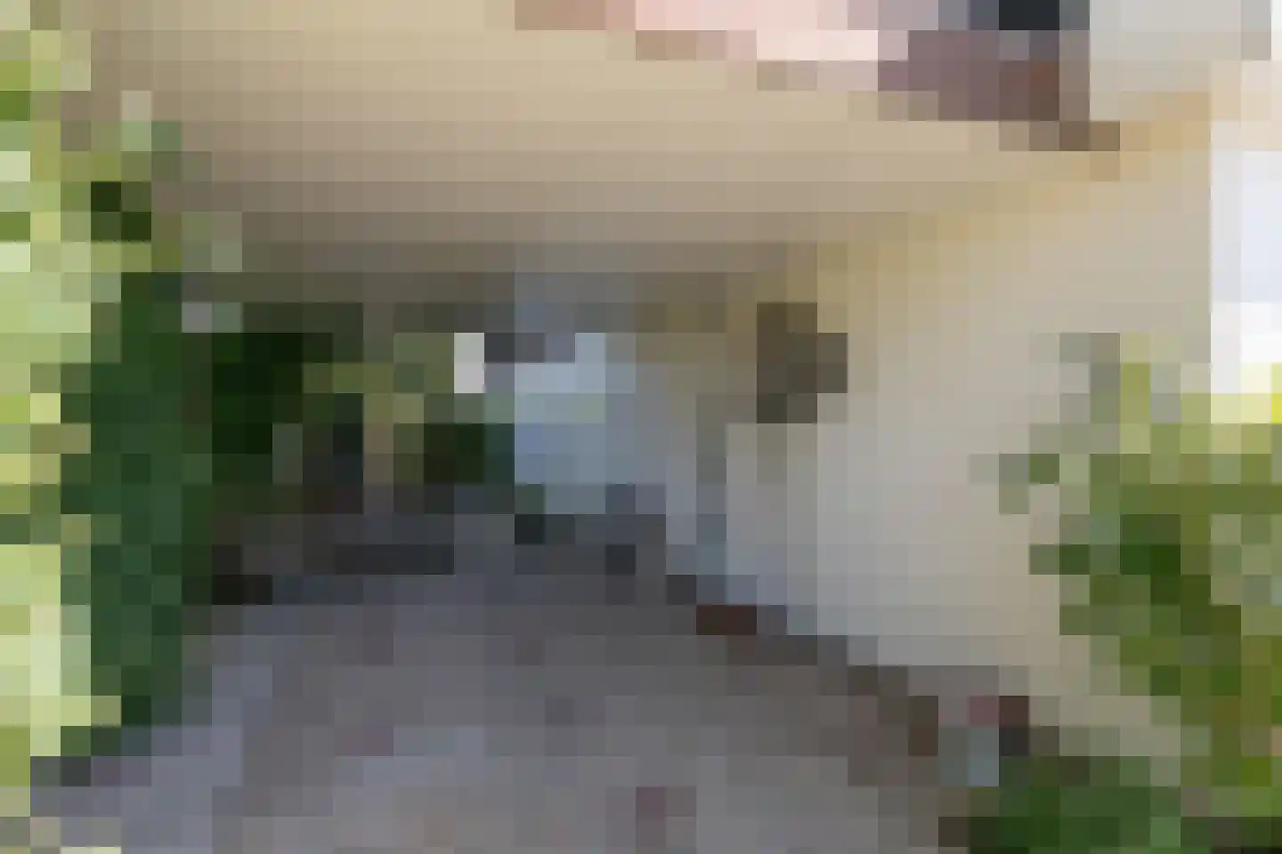 Fûgelikkers 1 Workum thumbnail 6