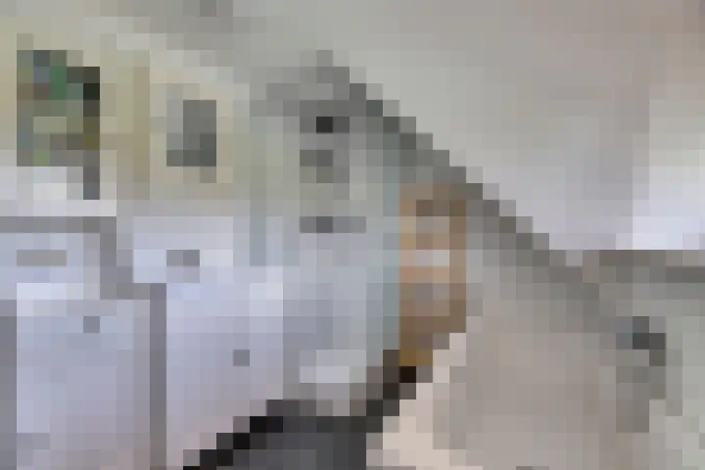 Fûgelikkers 21 Workum thumbnail 19