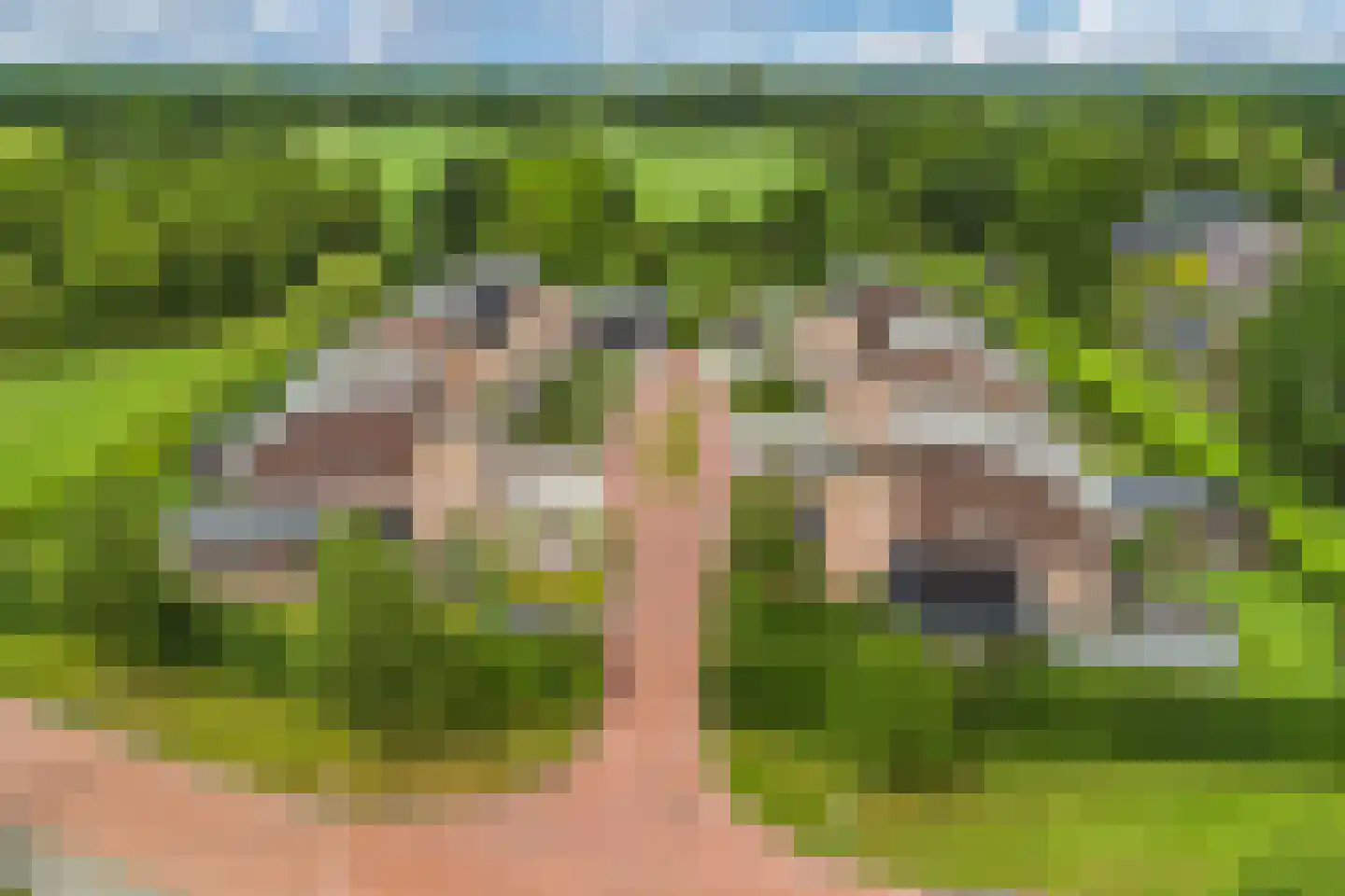Fûgelliet 15 Ureterp thumbnail 77