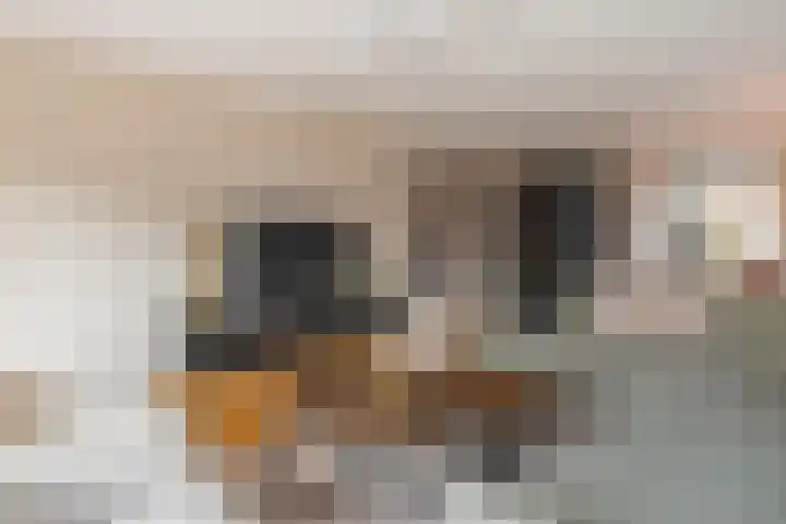 Fuut 1 Raalte thumbnail 6