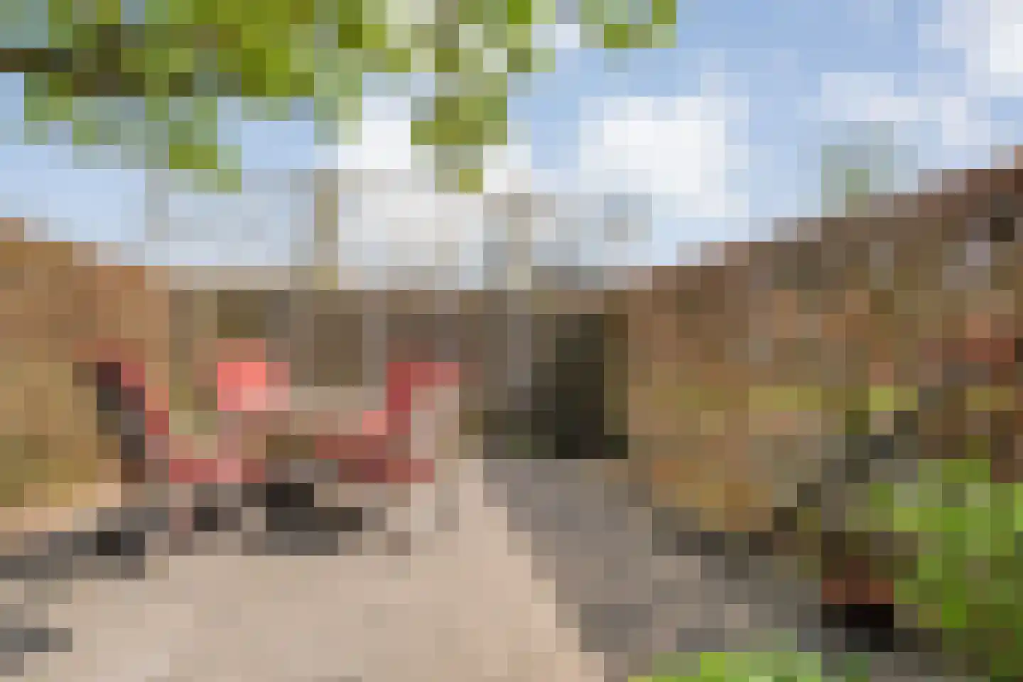 Fuut 11 Raalte thumbnail 48