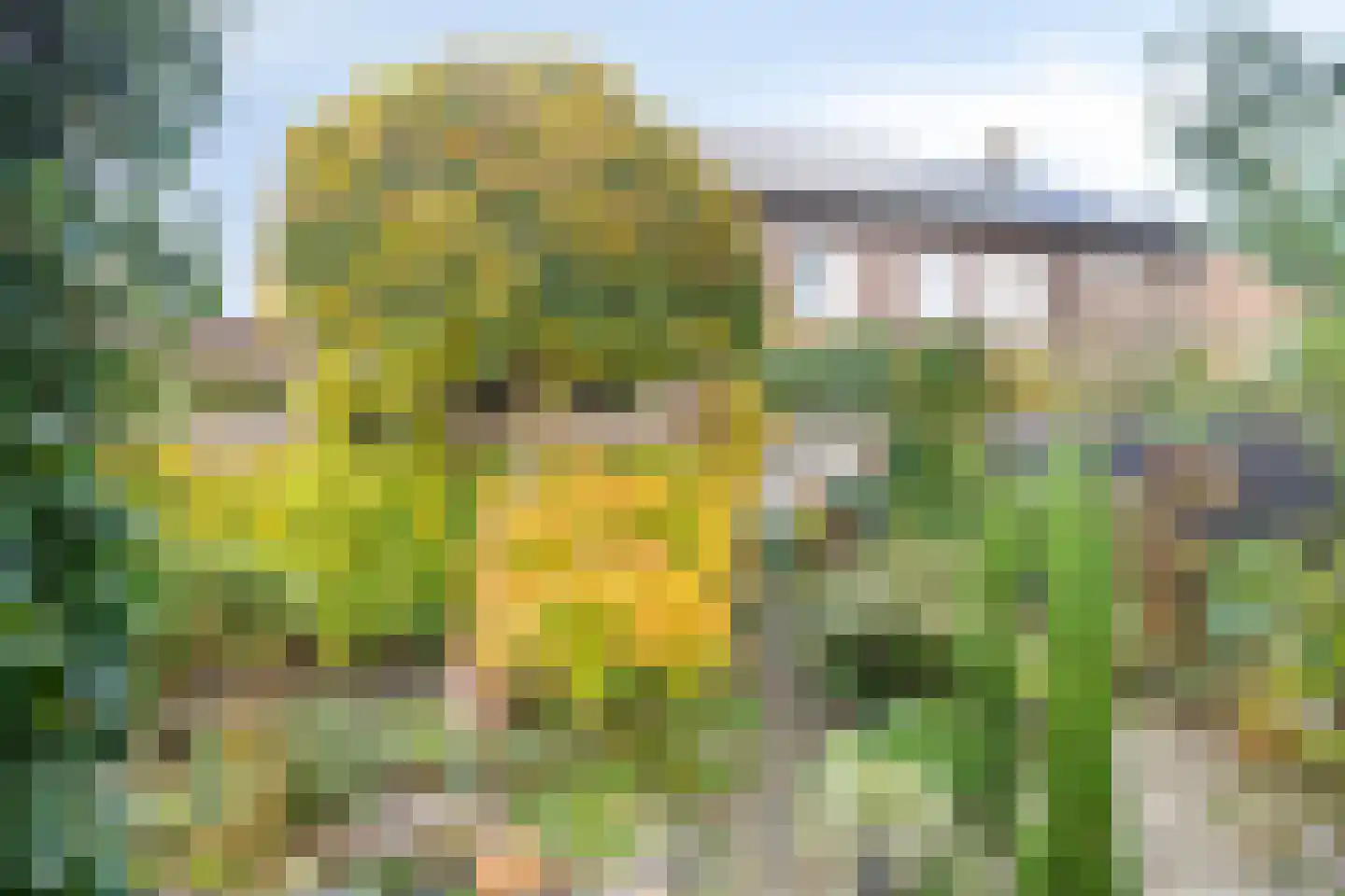Fuut 12 Schagen foto 2