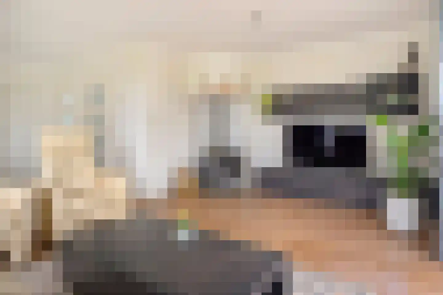 Fuut 17 Ommen thumbnail 16
