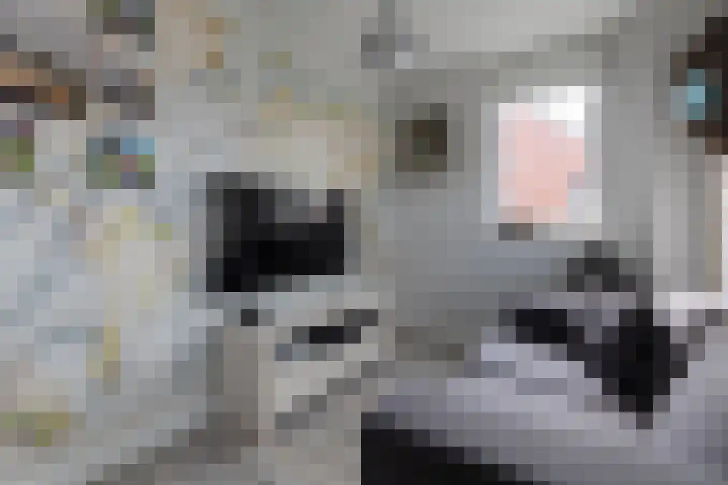 Fuut 20 Grootebroek thumbnail 35