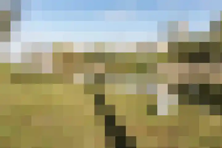Fuut 69 Bergen op Zoom thumbnail 69