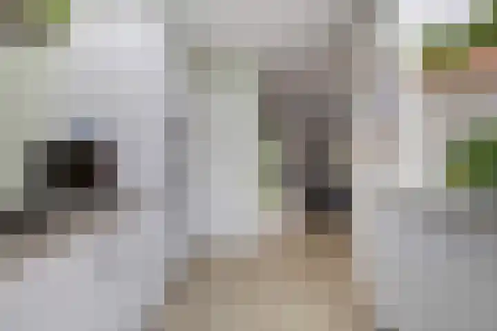 Fuutdonk 2 Veghel thumbnail 15