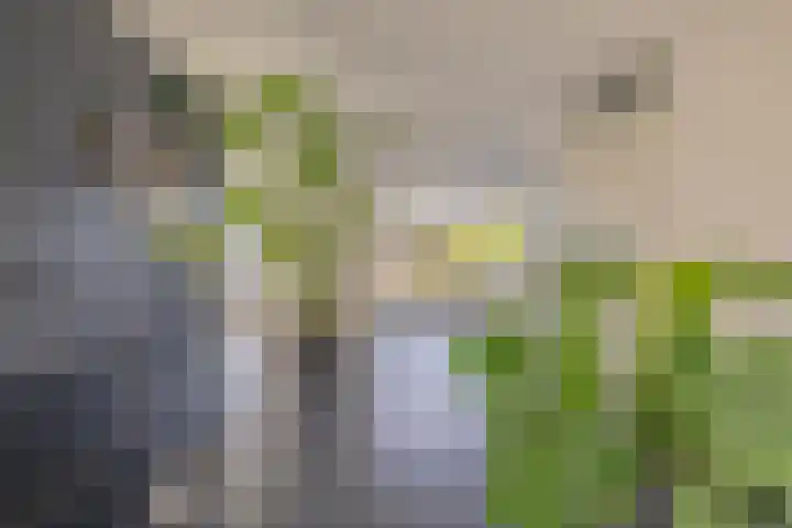 G. de Pagterstraat 1 Middelburg thumbnail 13