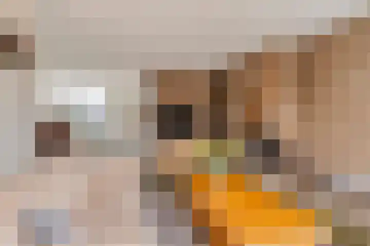 Gaarde 71 Dongen thumbnail 15