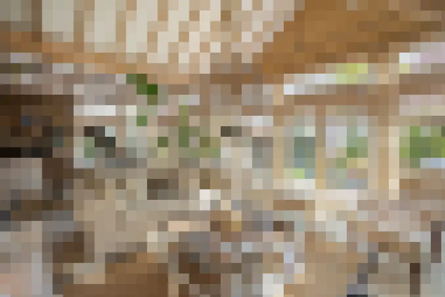 Gaardsebaan 11 B Zundert thumbnail 10