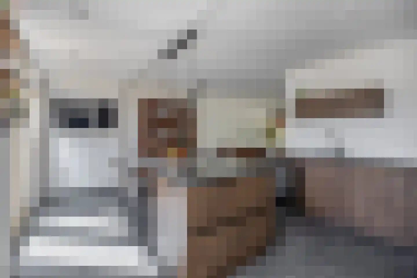 Gaasbeek 43 Zevenbergen thumbnail 19