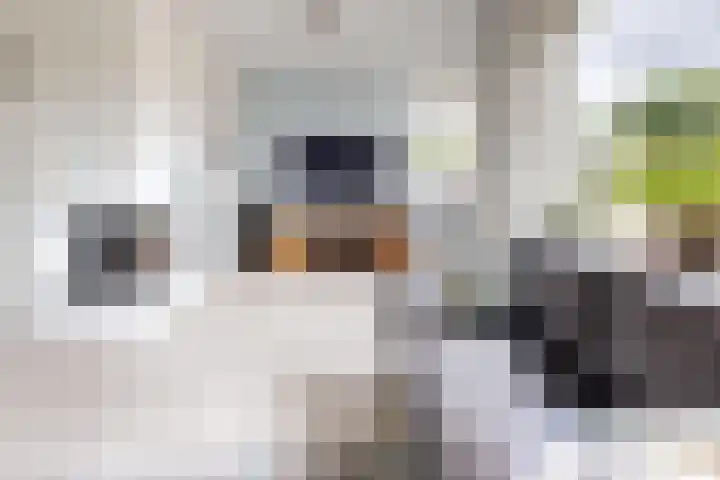 Gaasbeek 57 Zevenbergen thumbnail 14