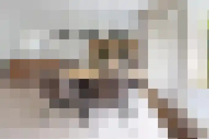 Gaasbeek 57 Zevenbergen thumbnail 25