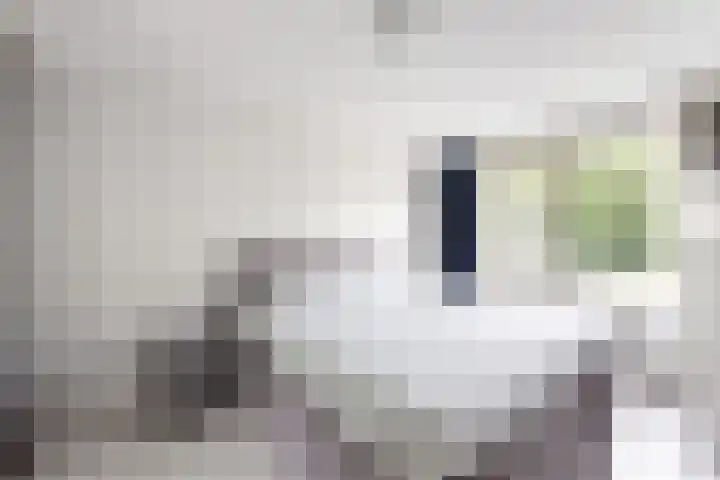 Gaasbeek 57 Zevenbergen thumbnail 43