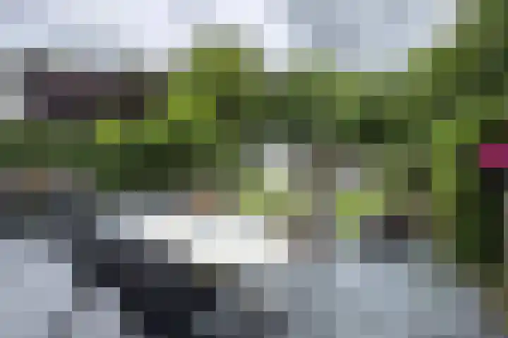 Gaasbeek 57 Zevenbergen thumbnail 59