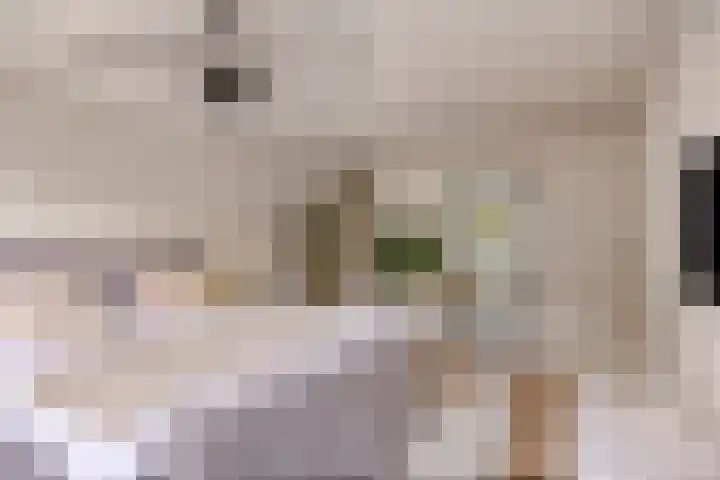 Gaasterland 38 Zoetermeer thumbnail 51