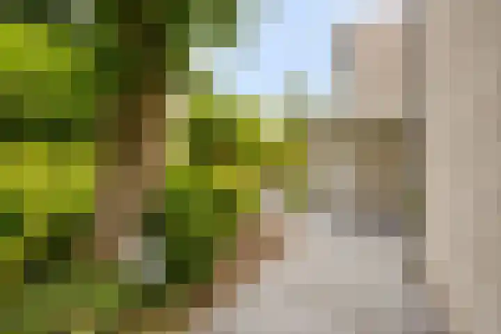 Gaasterland 38 Zoetermeer thumbnail 60