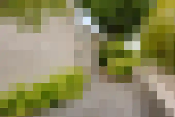 Gaasterland 38 Zoetermeer thumbnail 61