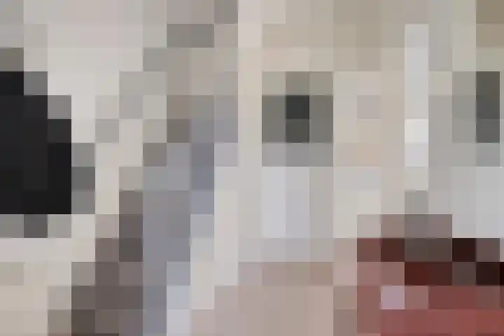 Gaelekamp 47 Hurdegaryp thumbnail 10