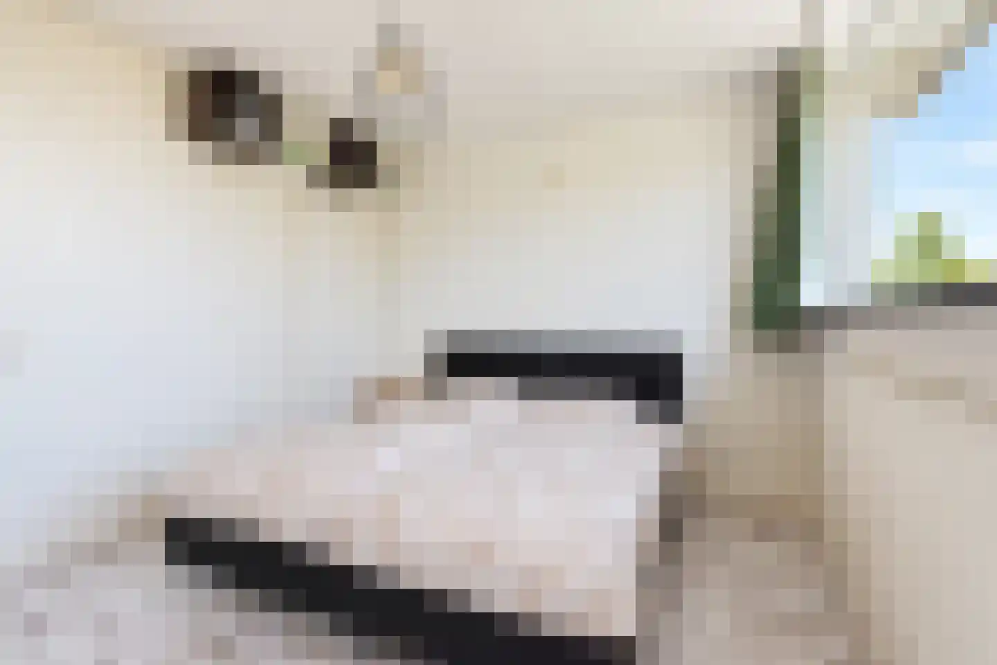 Gaelekamp 99 Hurdegaryp thumbnail 53
