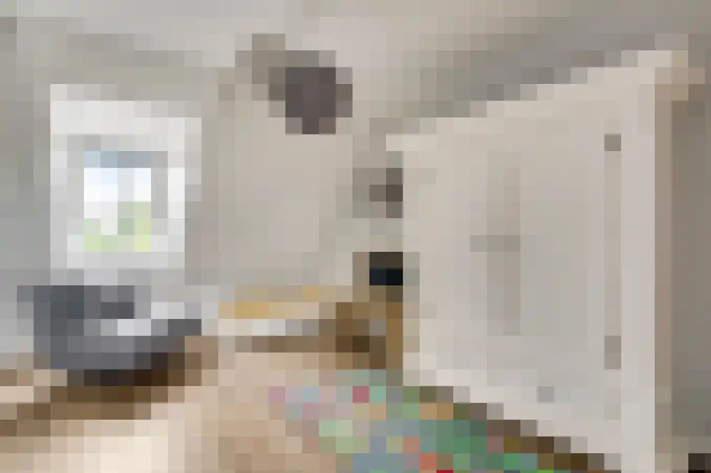 Gaffel 15 Weert thumbnail 28