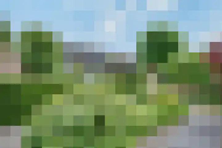 Gaffel 19 's-Hertogenbosch thumbnail 30