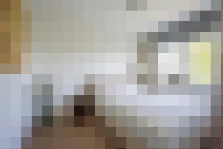 Gaffel 20 Nijkerk thumbnail 17