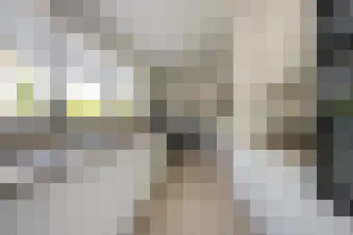 Gaffel 20 Nijkerk thumbnail 7