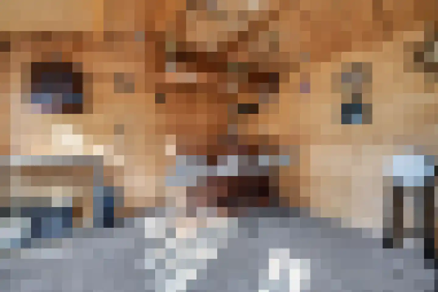 Gaffel 21 Klazienaveen thumbnail 40
