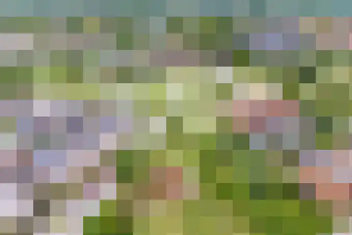Gaffel 37 Nijkerk thumbnail 27