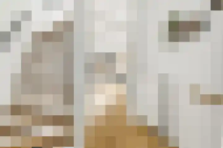 Gaffel 46 Nijkerk thumbnail 13