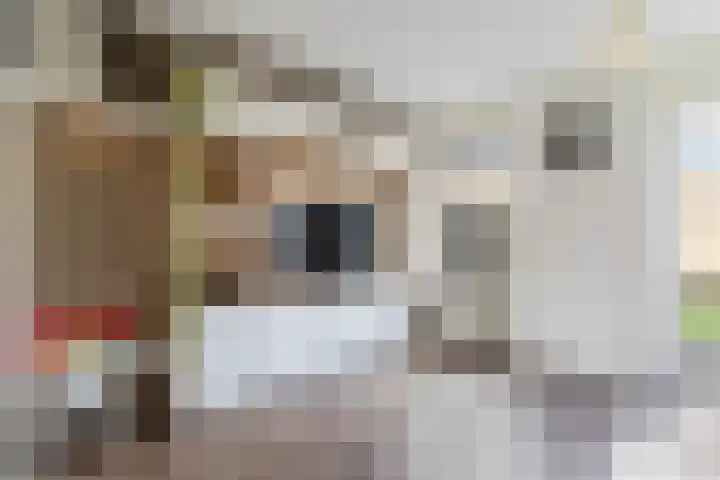 Gaffel 58 Nijkerk thumbnail 12
